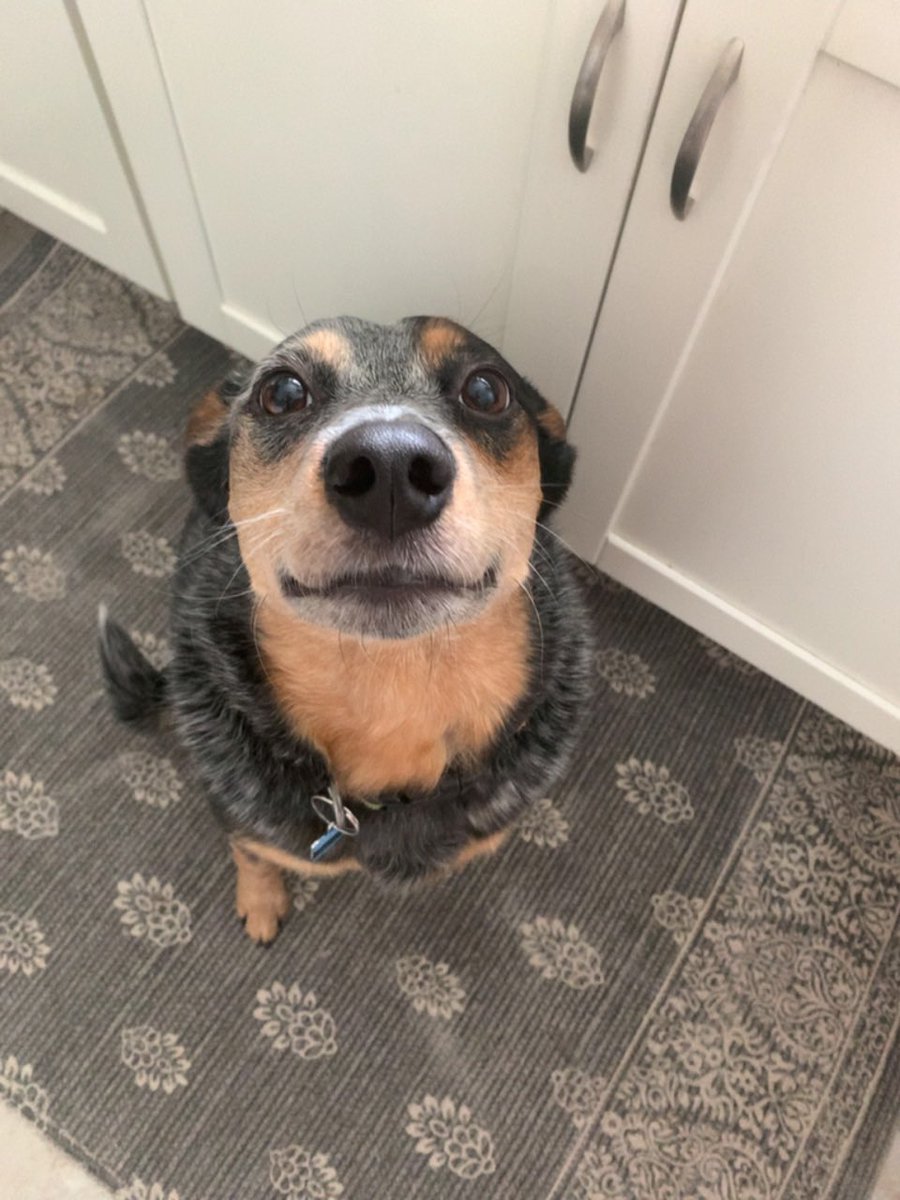 ProtohJay's tweet image. Hey gang! How is everyone doing!? Happy Monday! Here’s a picture of my main dawg!