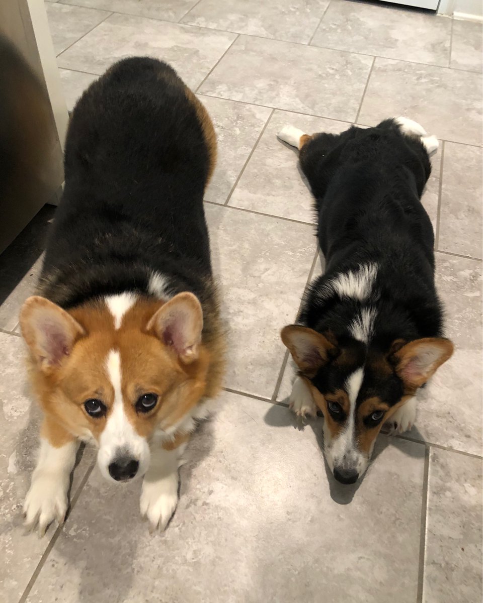 PrincessCorki's tweet photo. Teaching my brofur downward doggo! #corgi https://t.co/bmsuBXc90k