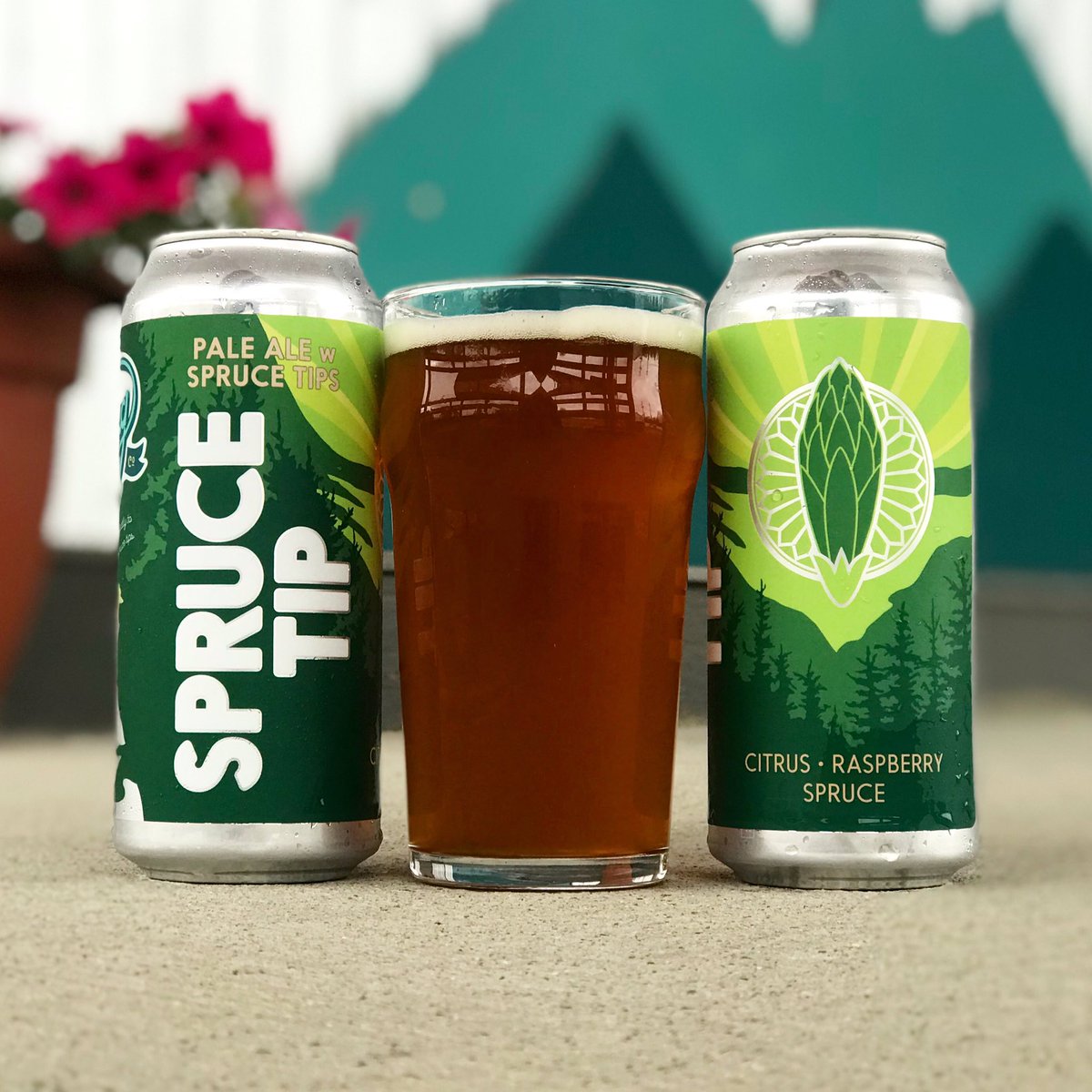 winterlongbeer's tweet image. S.P.R.U.C.E. T.I.P 🌲🌲🌲
On tap today and available in 4-Packs to go! 
#sprucetip #winterlong #foraged #handpicked #yukoncraftbeer #sprucebeer #freshbeer #supportlocalbeer #localbrewery #supportlocal