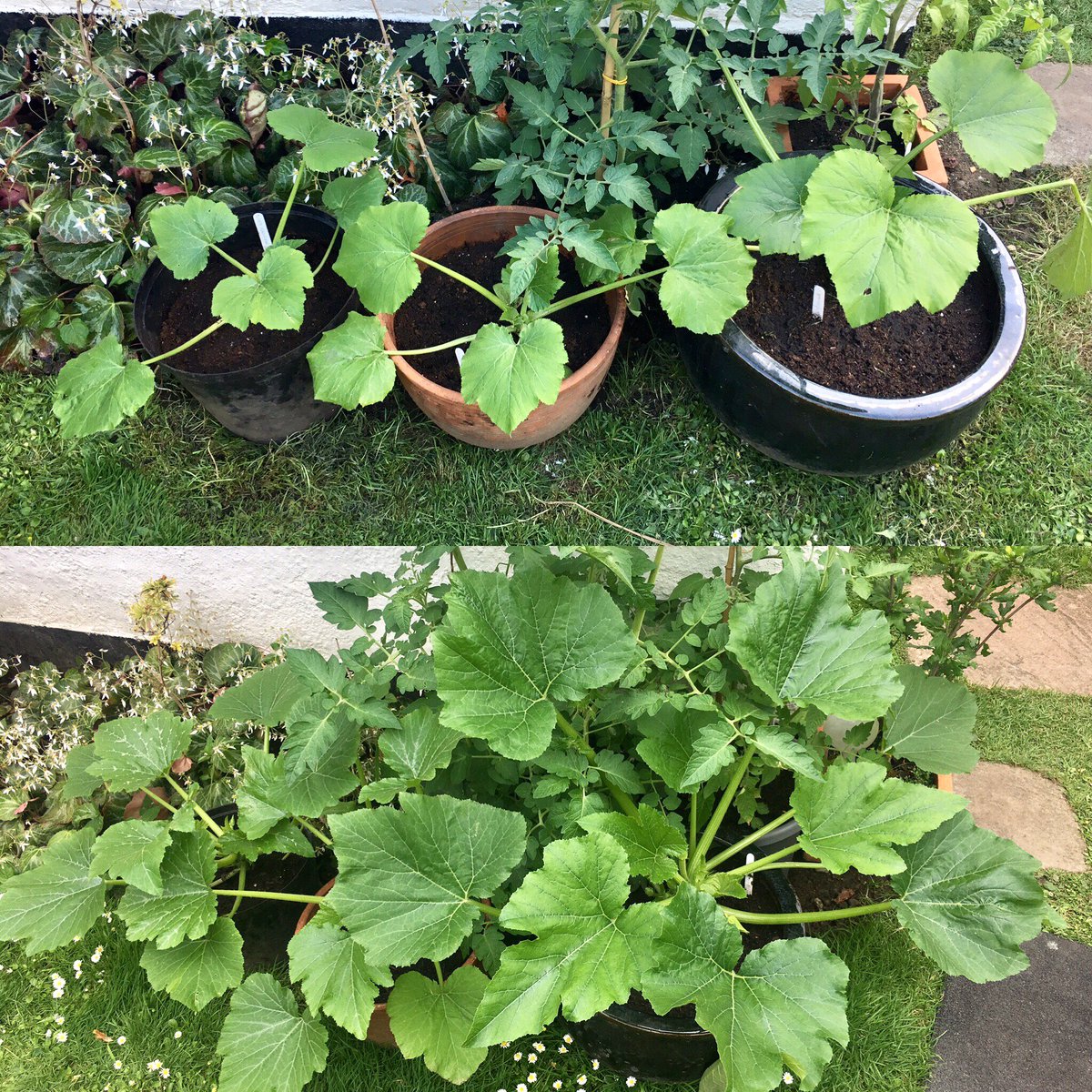 Spot the difference: courgette plants a fortnight ago and today. 