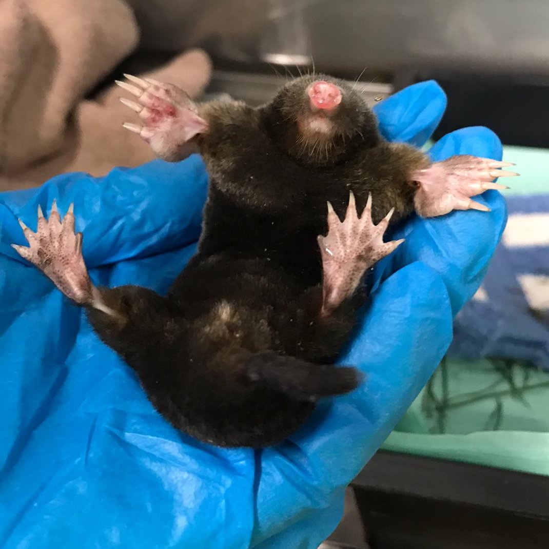 Melding ambulance Amstelpark Amsterdam