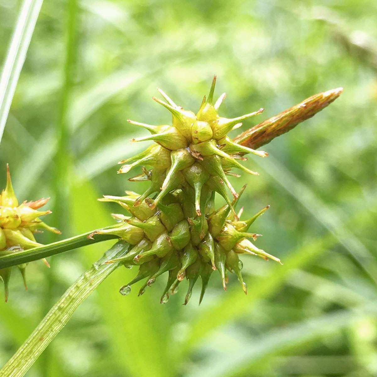 metaphytics's tweet photo. #monocotmonday means sexy sedges, and i think the yellow sedge (Carex flava) definitely fits the bill. a fan of all kinds of calcareous wetlands, you can find it basking in the sun with long, angled perigynia beaks (the lower ones point down) and contrasting brown scales #sedges https://t.co/CcsnSjYyfz