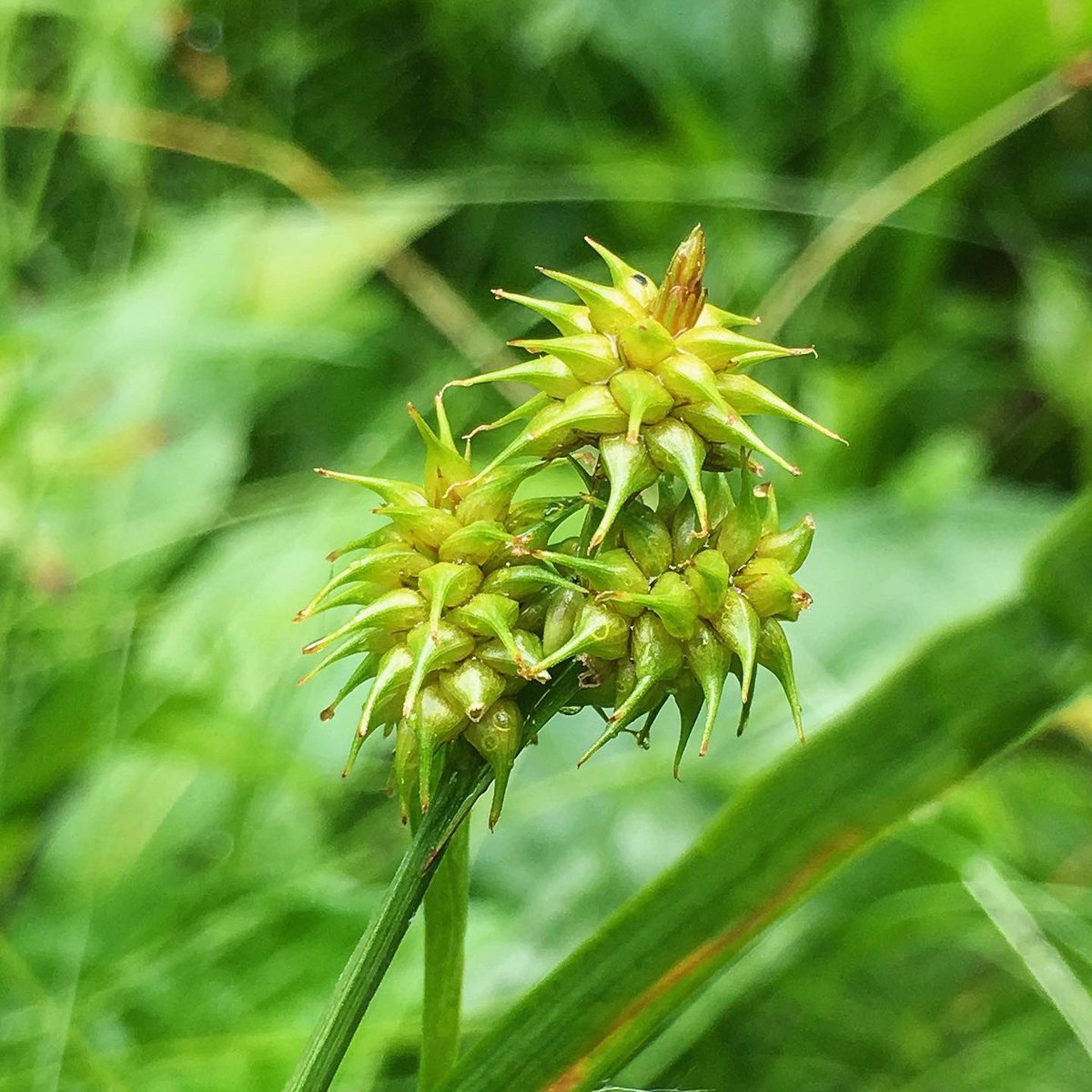 metaphytics's tweet photo. #monocotmonday means sexy sedges, and i think the yellow sedge (Carex flava) definitely fits the bill. a fan of all kinds of calcareous wetlands, you can find it basking in the sun with long, angled perigynia beaks (the lower ones point down) and contrasting brown scales #sedges https://t.co/CcsnSjYyfz