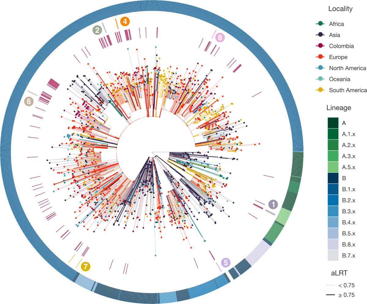 Excited to share our pre-print on genomic epidemiology of SARS-CoV-2 in Colombia. Here we combine multiple approaches: whole viral genome sequencing, phylogenetic and epidemiological observations to understand COVID-19 outbreak in Colombia  https://www.medrxiv.org/content/10.1101/2020.06.26.20135715v1 (1/4)