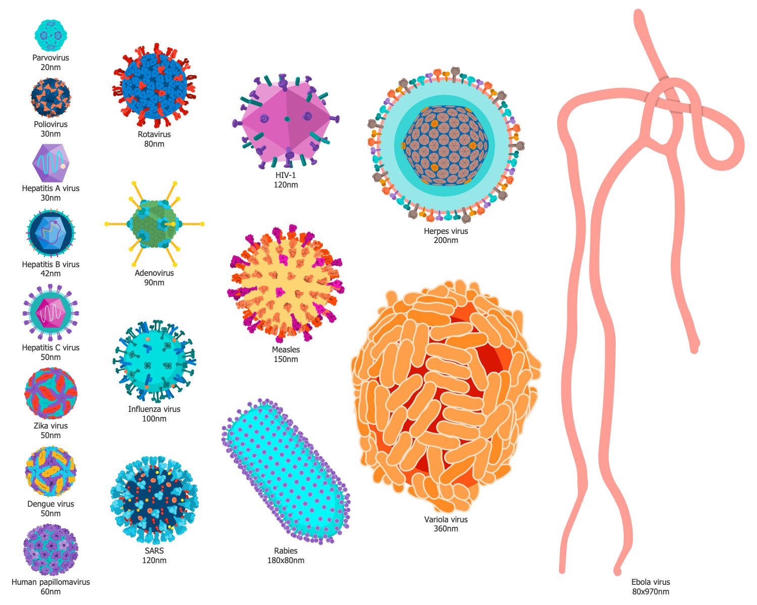 bacteria sizes