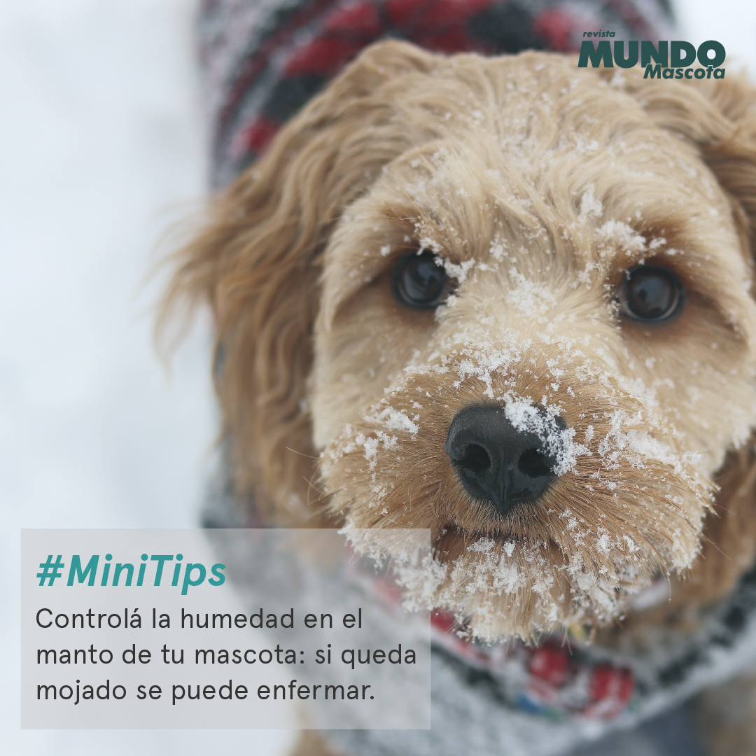 MundoMascota4's tweet image. #MiniTips 🐾
Dejar el manto de tu mascota húmedo puede traer diversas enfermedades. En invierno, ¡protegelo más que nunca! ☃️