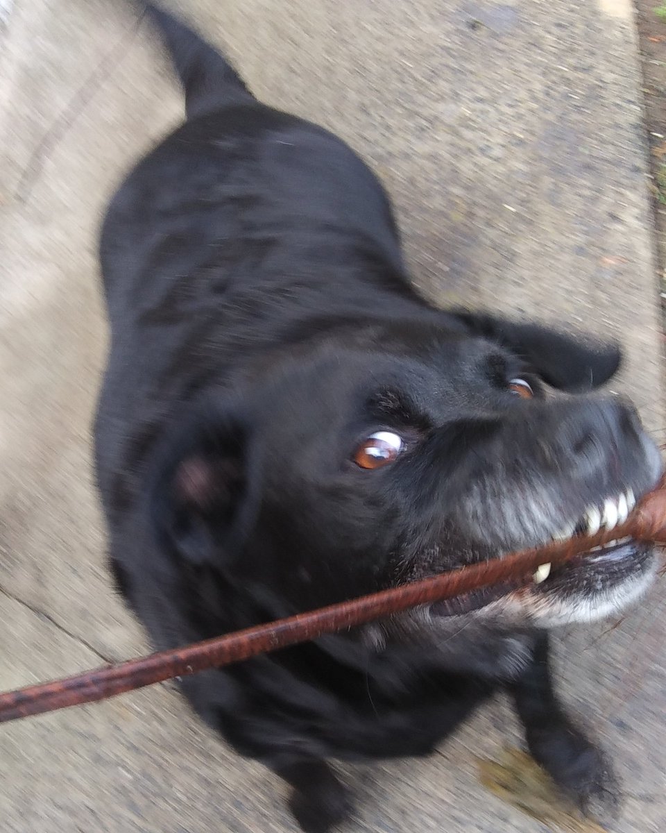 Fidomingle's tweet photo. Tyson still fits a workout in this soggy day! ☝😀❤🐾 #rainyday #SanDiego #goodboy #lessonsfromdoggo #healthyishappy #seniorstud #mamasboy #FidomingletheApp #dogs #cats #social #sharing #caring #families https://t.co/9KadNLfL07