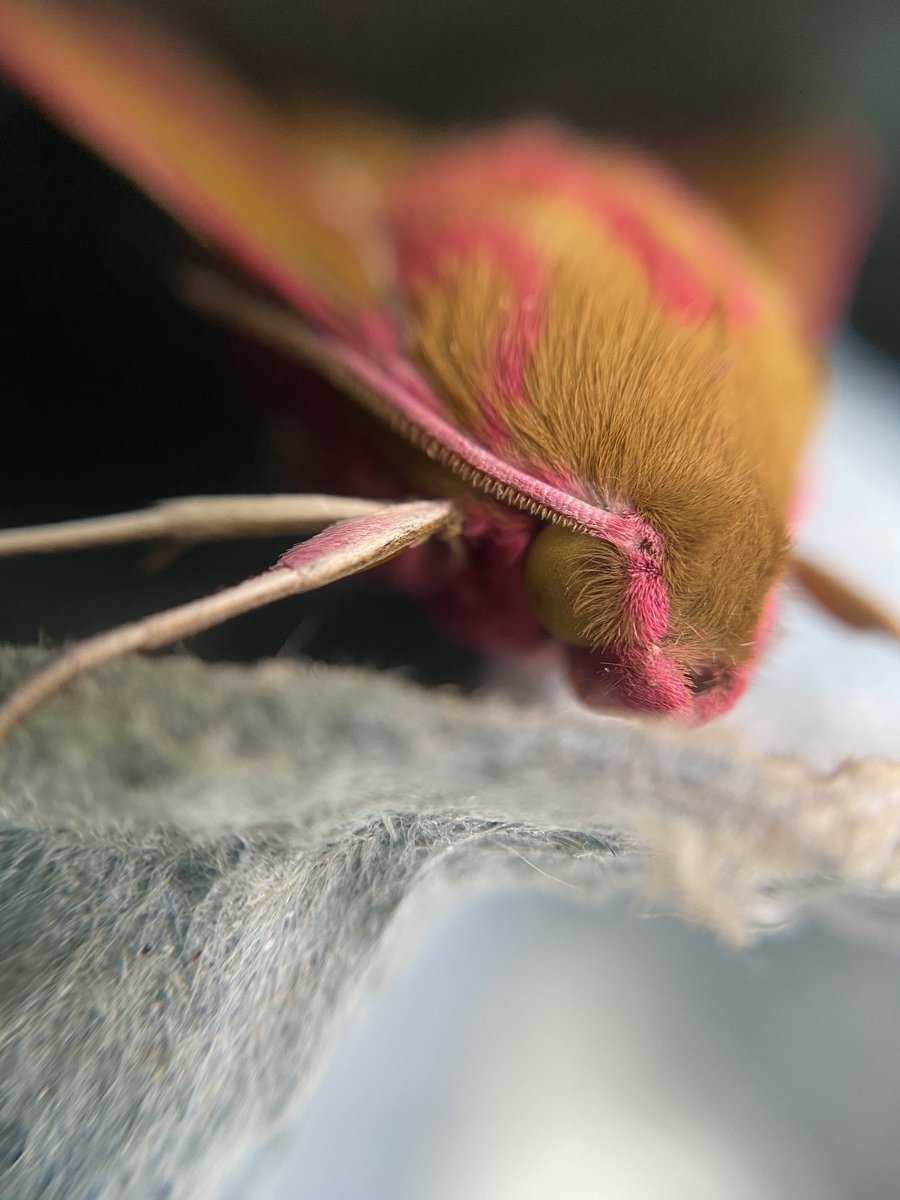 Two Elephant Hawkmoths as well. Also firsts for this season. #elephanthawkmoth #teammoth #moths #devon #hawkmoth