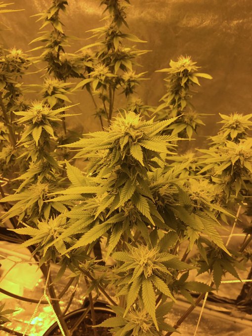 I 💚 growing weed 💚😻 #growyourown https://t.co/h3VMrBC13k<a href="/tag/growyourown"class="tags">#growyourown</a>