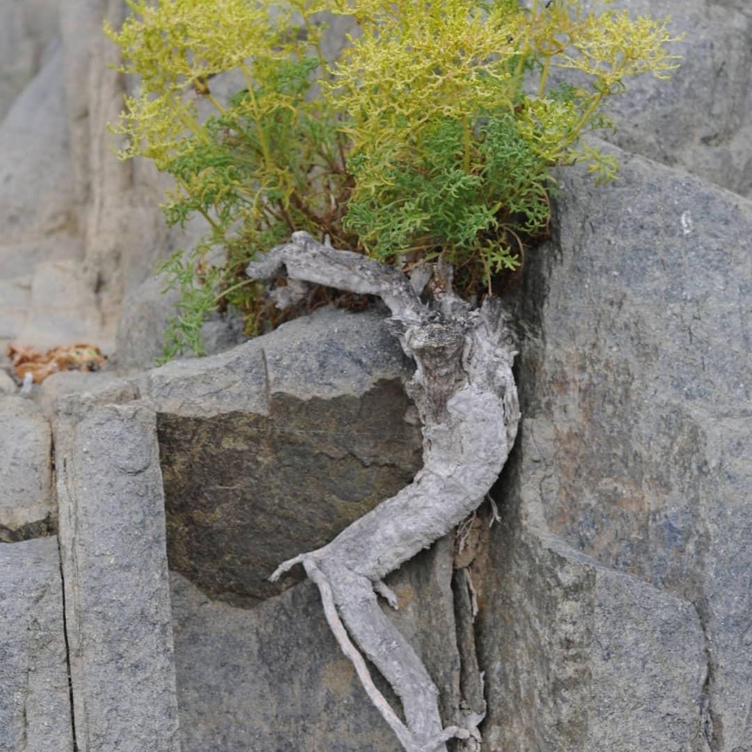 Senecio senecioides - a tough survivor of the Chilean Atacama Desert (Photo D. Rae)