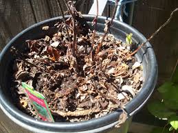Leigh_Goff's tweet photo. I write about witches and their cool a$$ potions concocted of amazing herbs and exotic flowers, yet I'm killing my mint plant, the easiest thing in the world to grow bc it's basically a weed. And. I'm. Killing. It. WTH. #needmagic #witches #authorsoftwitter https://t.co/EFzOrhwh3s