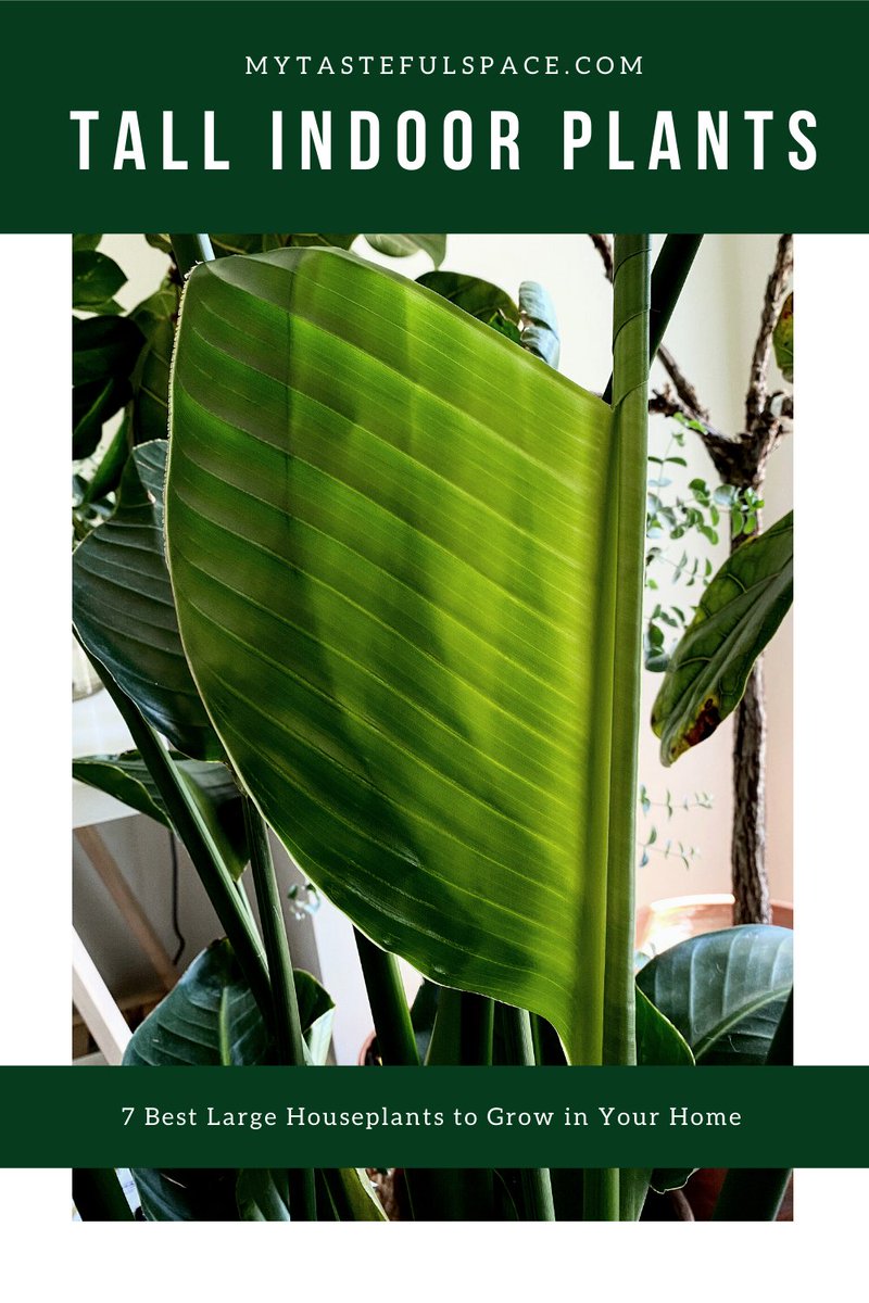 MyTastefulSpace's tweet photo. 7 Best tall indoor plants you can easily grow into your home. #tallindoorplants #largehouseplants #indoortrees #indoorplants #houseplants https://t.co/3nCylJQeWF