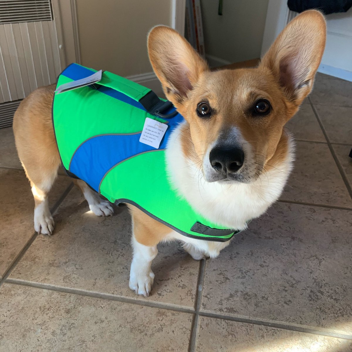 shelby lacy tweet media