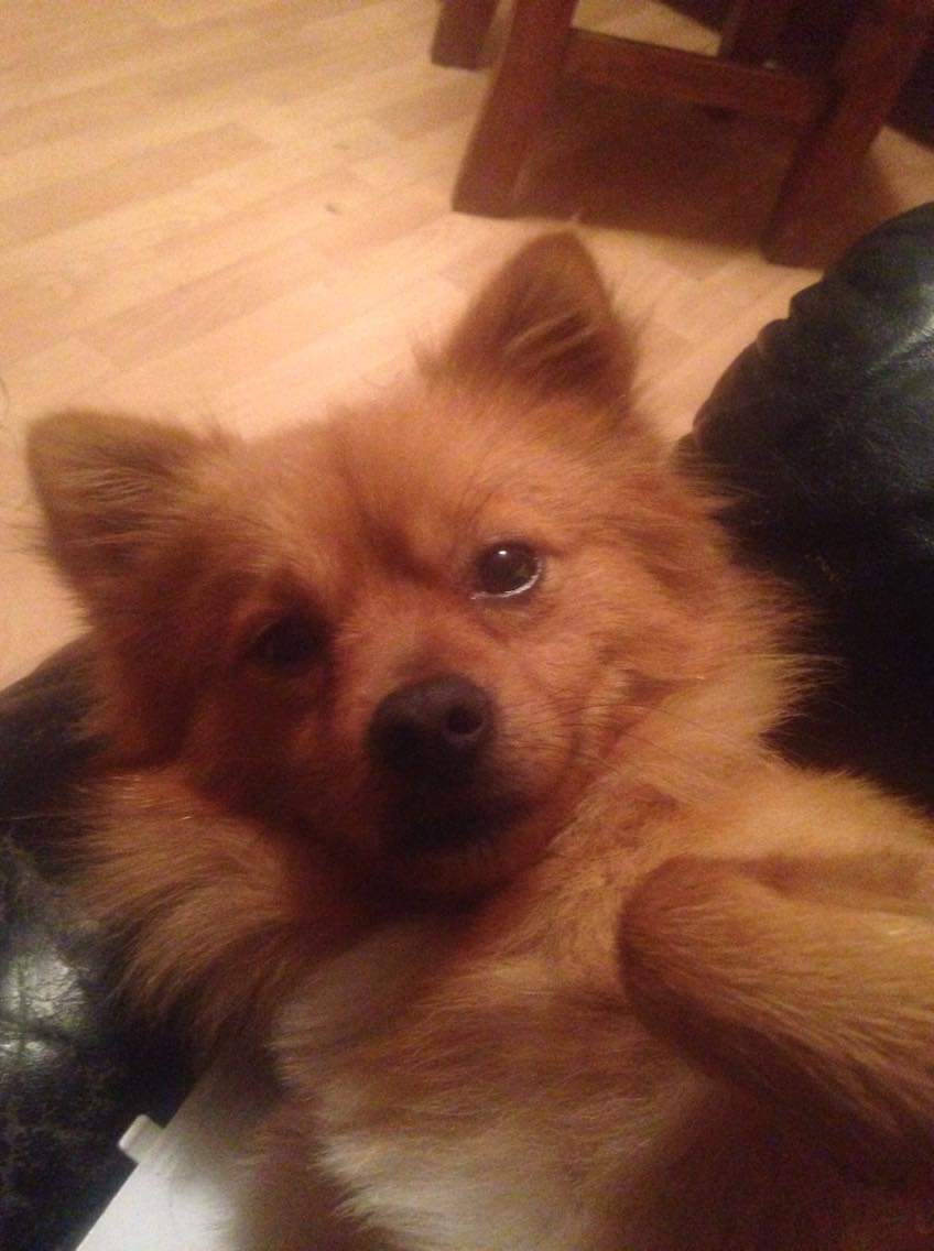 FloofySeb's tweet photo. My precious fluffy boi,his name is Rocky https://t.co/jOkis0eOag