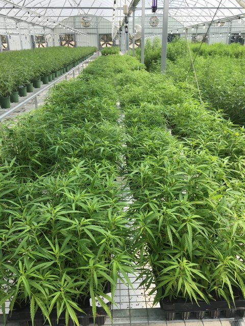 Fresh pictures on this lovely Monday:
3,800 rooted/ready MK Spectrum 8"-12" cuttings from June 3,11,12 

6,400 rooting MK Spectrum 4"-6" cuttings from June 17, 19,25 ready in 1-2 weeks