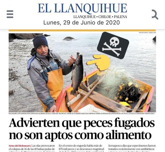 matiasasun's tweet image. ¿Se acuerda cuando les hemos dicho que los salmones viven y crecen tapados de ANTIBIÓTICOS? Bueno, son TANTOS 💊❗que no es prudente comerlos.
Además de salir a devorarlo todo y arrasar los ecosistemas y a quienes dependen de ellos, son PELIGROSOS para consumo. Pase el dato 🐟💀