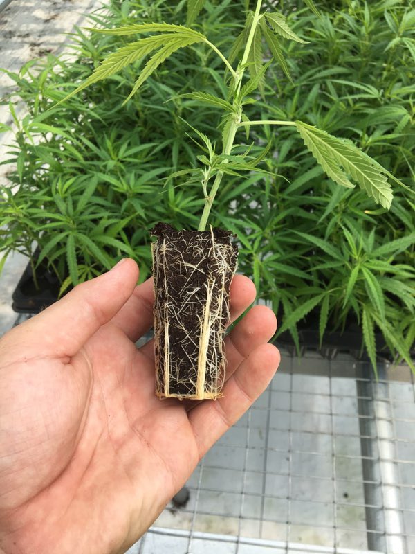 MK Spectrum. 🌱🔥🌳🇺🇸 #Florida #Hemp #Cuttings #Seeds