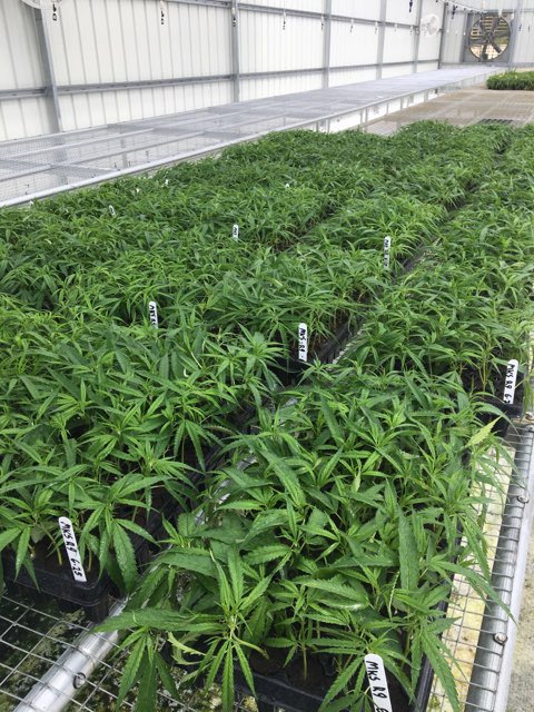 sunshine_hemp's tweet photo. MK Spectrum. 🌱🔥🌳🇺🇸 #Florida #Hemp #Cuttings #Seeds https://t.co/LRxIQU2urs