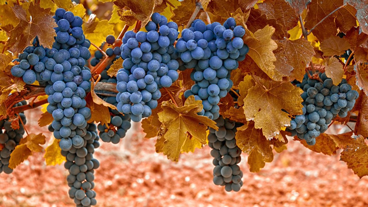 Картинки осень виноград. Саперави виноград. Виноград Саперави (4 года). Саперави виноградник осенью. Виноград лоза Евхаристия.
