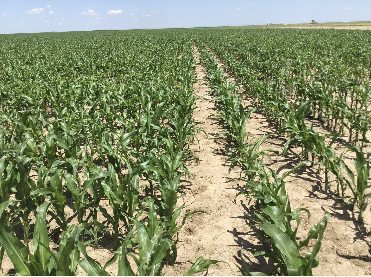 vDrive Swath Control!
#PrecisionPlanting