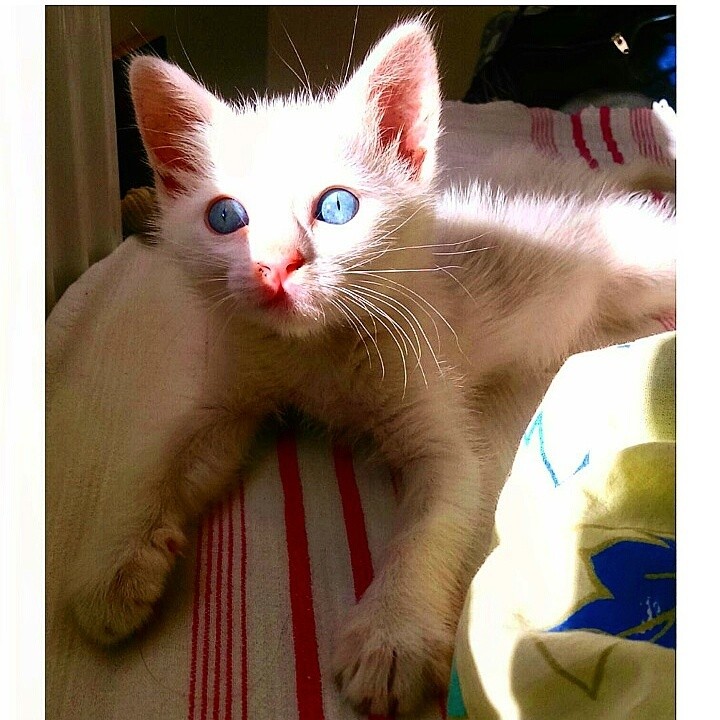 Cats Luver tweet media