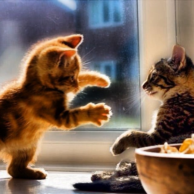 Cats Luver tweet media