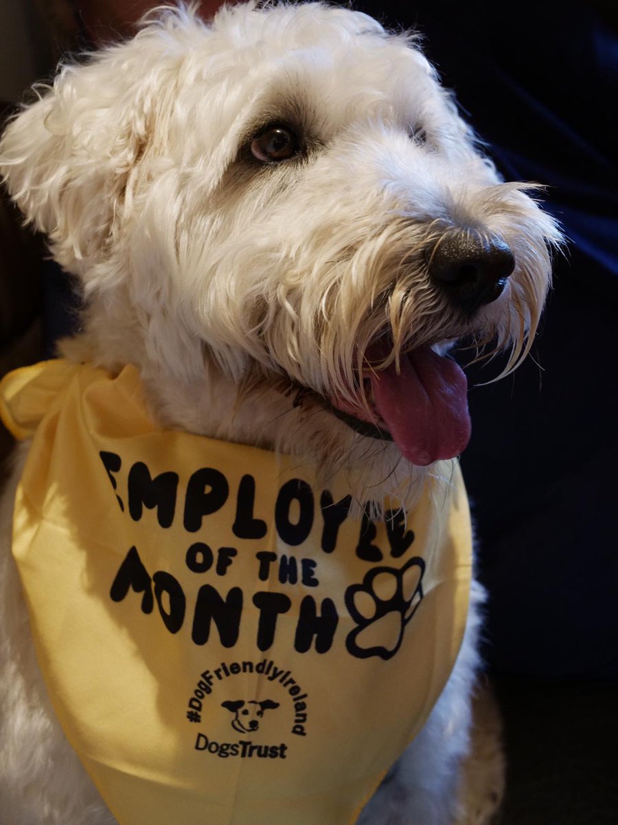 mdaly20's tweet photo. Sending best wishes on Digital Dog Friendly Day @DogsTrust_IE to all who love their pooch #lovedogs #doggonecute #adogsforlife https://t.co/m8DeiLhBDx