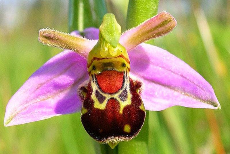 mammalzpbc's tweet image. Mammalz #FlowerPower Week is here and the positivity is blooming! Come share in the fun! 

#FlowerPower:
🌸1. Sparkle Williams 
🌸2. Lauren Ayres
🌸3. Andréa e Silva
#Mammalz #NatureLove #community #MondayMotivation