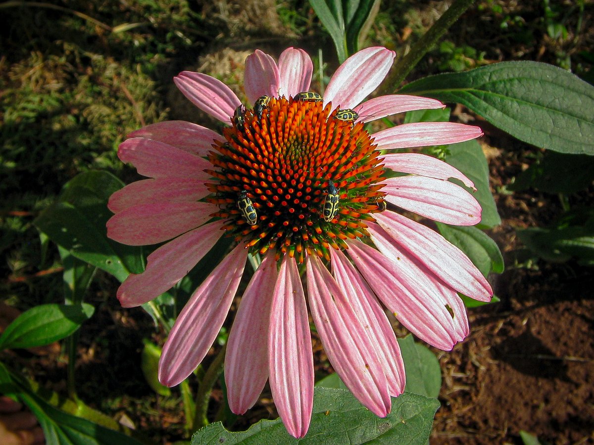 mammalzpbc's tweet image. Mammalz #FlowerPower Week is here and the positivity is blooming! Come share in the fun! 

#FlowerPower:
🌸1. Sparkle Williams 
🌸2. Lauren Ayres
🌸3. Andréa e Silva
#Mammalz #NatureLove #community #MondayMotivation