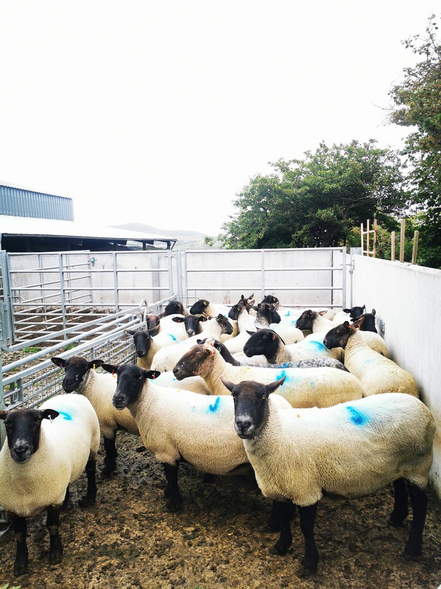 meicsol's tweet photo. 25 new faces from the mart today, needed a couple more to make our early lambers numbers up. Im sure @Dylancastellior is happy with the trade 😉 nice bunch of sheep 👌
#sheep365 https://t.co/nU3B7ZnOeA