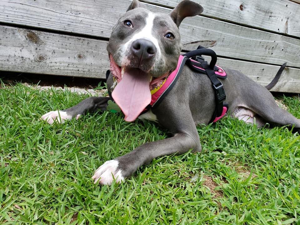 Mims was a difficult dog. She was reactive towards other dogs and not house trained! She also had terrible separation and crate anxiety! (1/3)