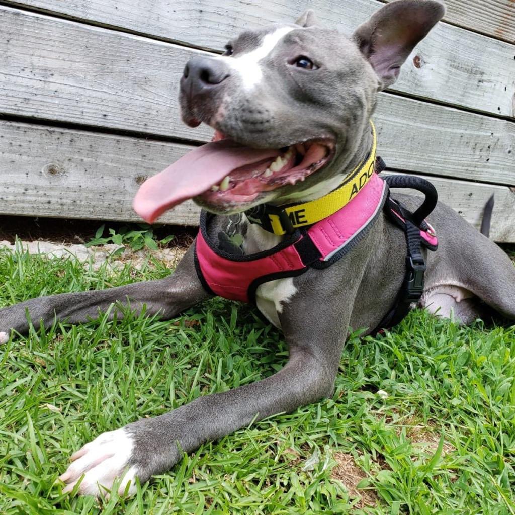 Thanks to this grant from the PEDIGREE Foundation we were able to have a trainer come work with Mims in two different foster homes. Now she's adopted and living her best life ever! (2/3)
