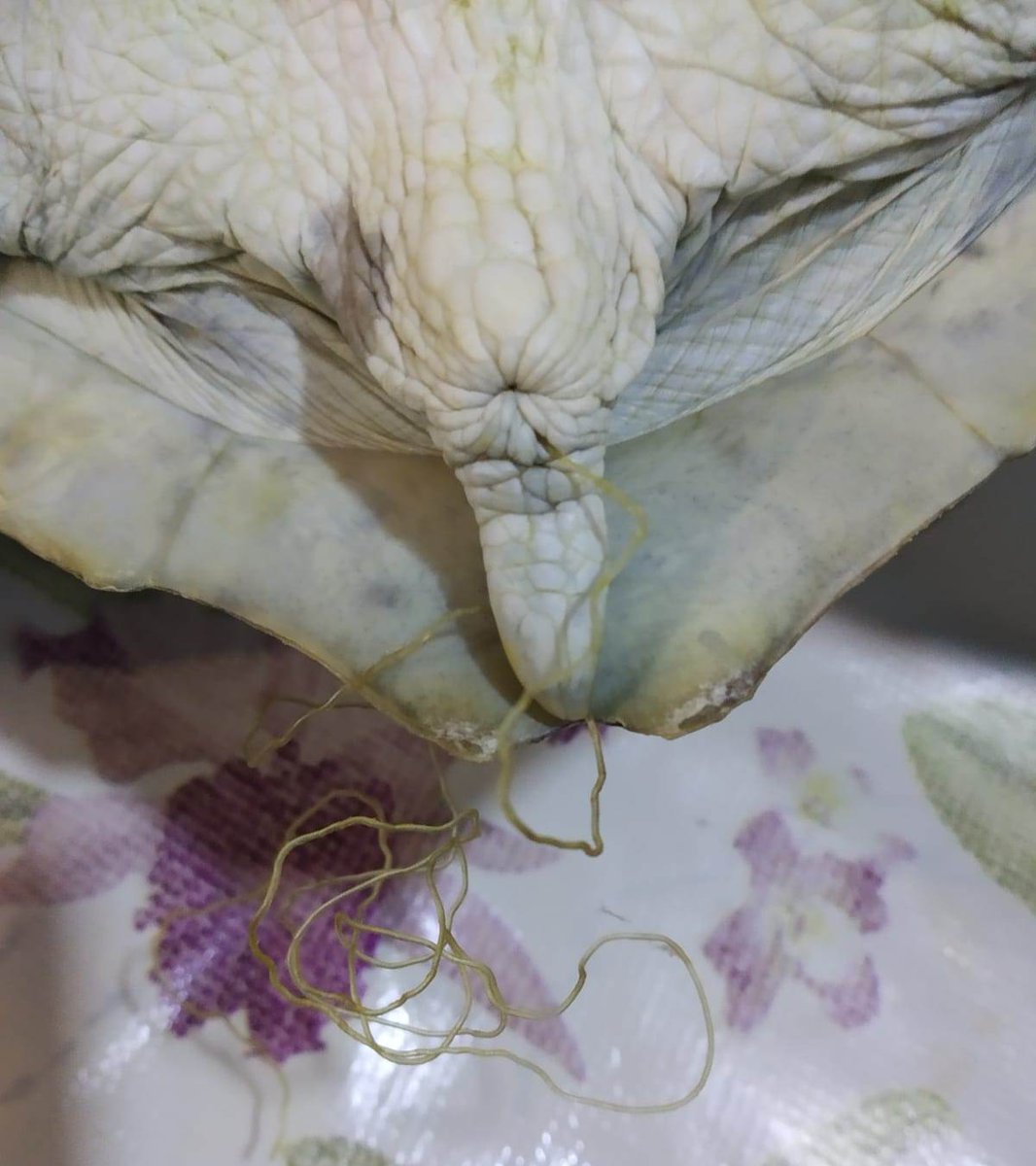 karumbeuy's tweet photo. Tenemos en rehabilitación una tortuga marina que apareció varada en La Paloma y que se encuentra expulsando tanza de nylon de pesca. El caso es muy difícil porque tiene comprometido el intestino. Si ves tanza en la playa o en las rocas por favor llévalas a la basura. GRACIAS. https://t.co/Ci5LTzuS8n