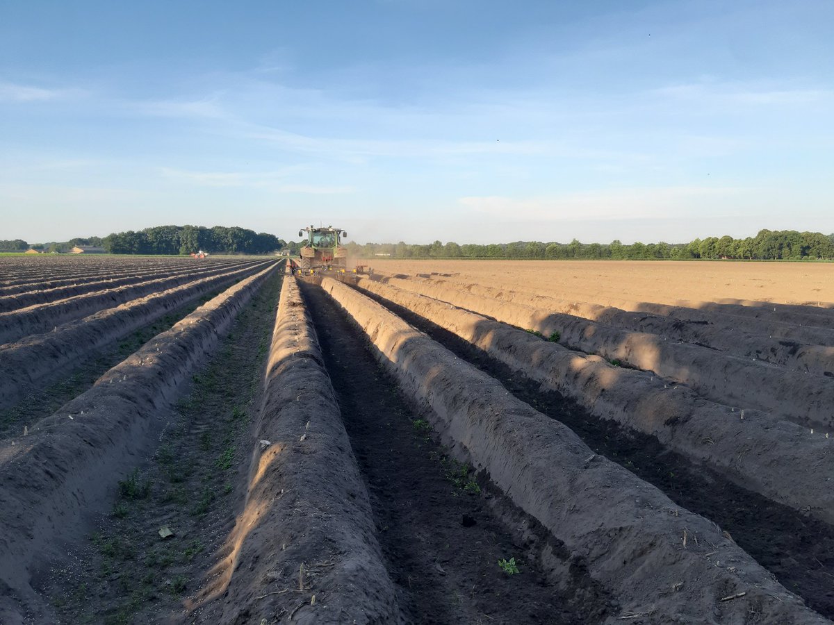 Dit weekend de laatste asperges opgeruimd. Een bijzonder seizoen: wat een buikpijn in het begin van het seizoen, maar gelukkig een lach op het einde.