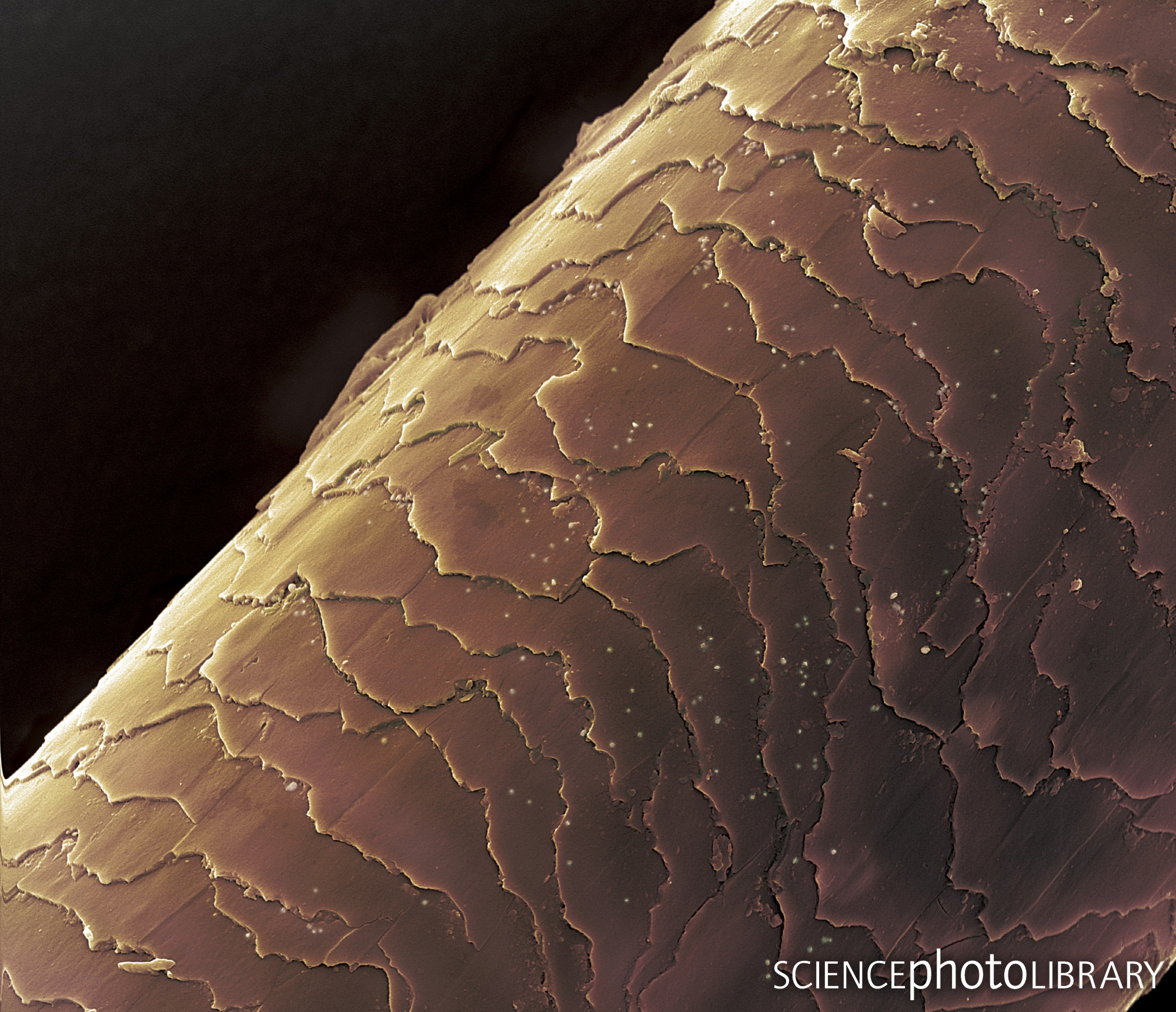 SciencePhotoLibrary on Twitter: SciencePhotoLibrary on Twitter:
