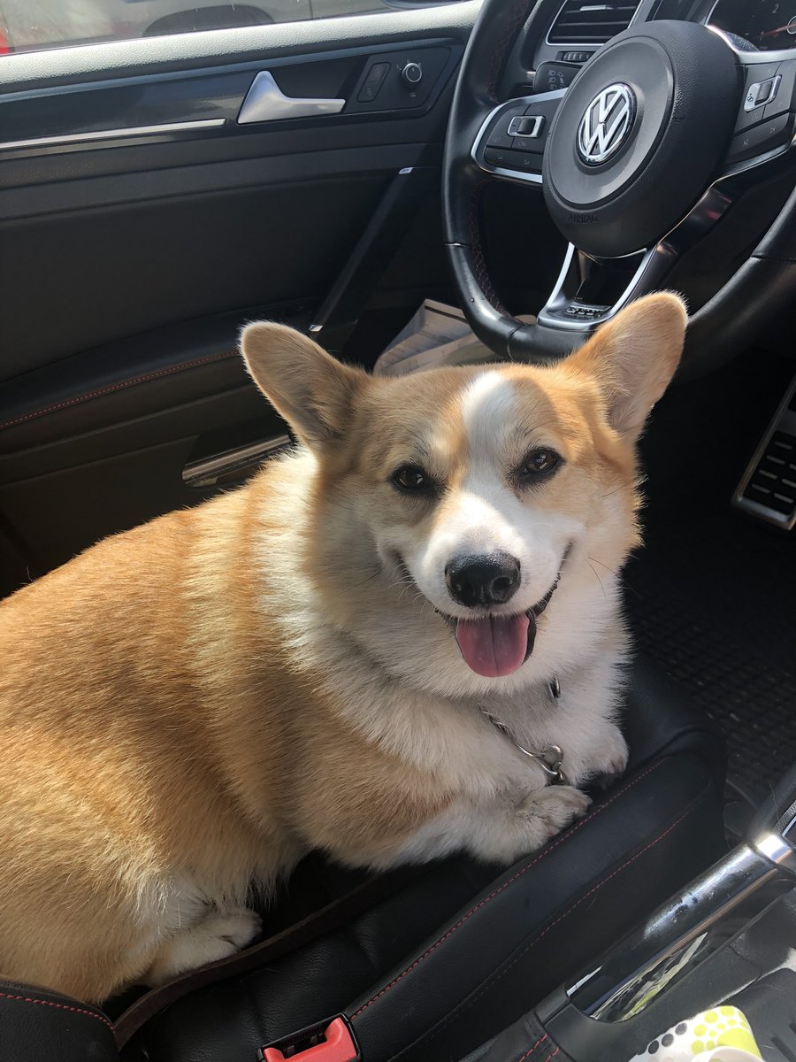 itsboobam's tweet photo. Passed my driving test pawlessly #corgi #VW https://t.co/mevJPGBnoW