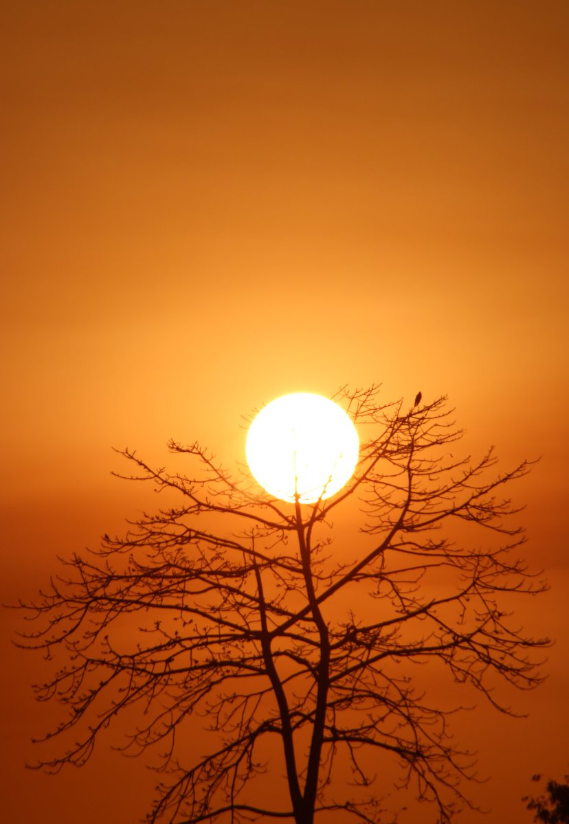 Shades of sun in Northeast India are such vibrant and vivid that the dawn and dusk transform the area into an "Enchanted World"  #sunofnortheast #sunrise  #sunsetphotography  #landscapephotography  #goldenhour