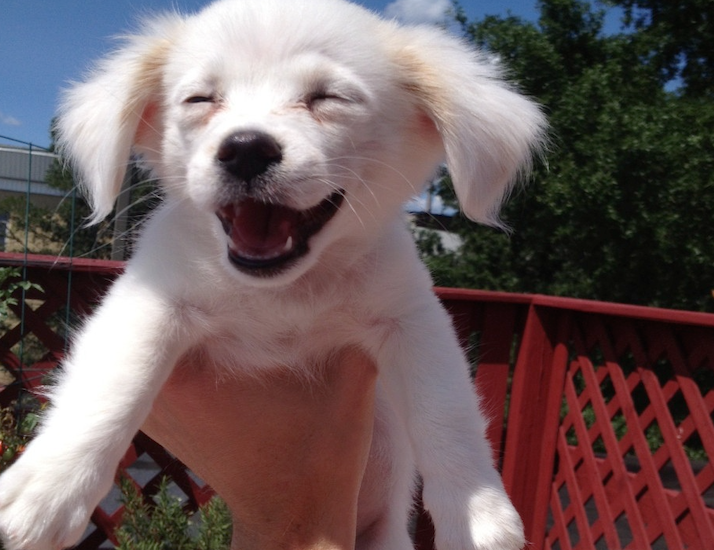 WeLoveDogsUSA's tweet photo. Who says dogs can't smile? https://t.co/3Fpa1twWDs