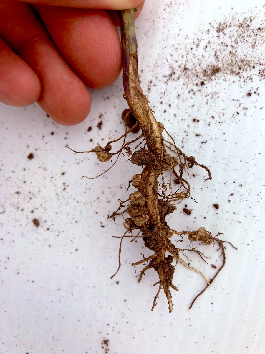 Awesome training with some young <a href="/country_visions/">Country Visions Coop</a> sales agronomists. Scouting different seed treatment options &amp; surprised to see such difference in root health + nodulation in Saltro &amp; Ilevo! Thank you for the opportunity to teach &amp; learn! #scoutNK2020 @NKEasternCB <a href="/kt_ellen18/">Katie Blair</a>