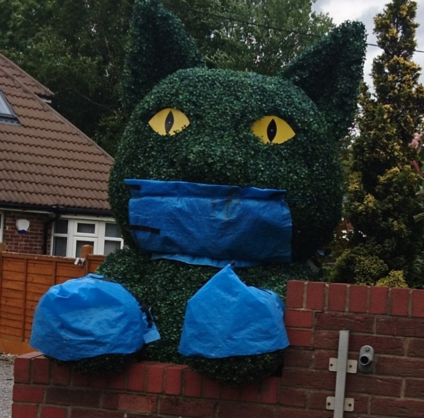 ProactiveOsteo's tweet image. Covid cat