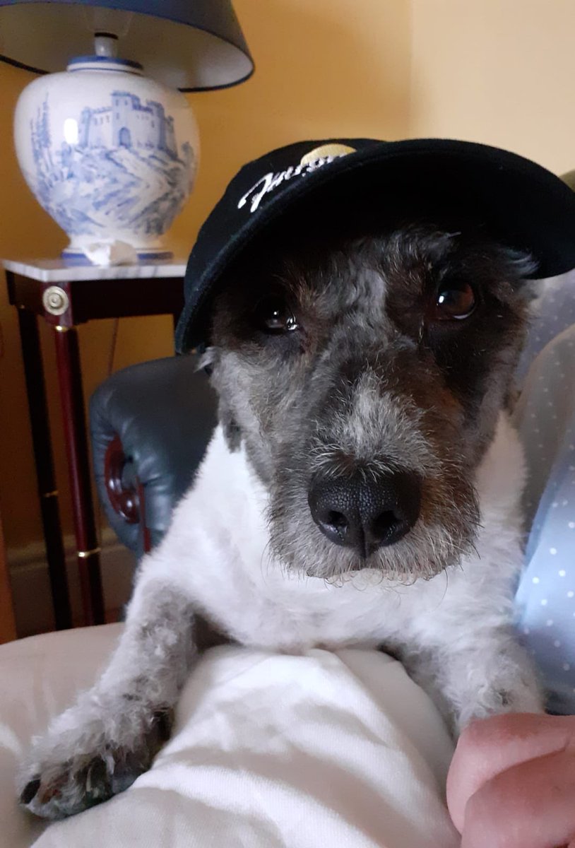 Hank consistently bears the brunt of my boredom xx