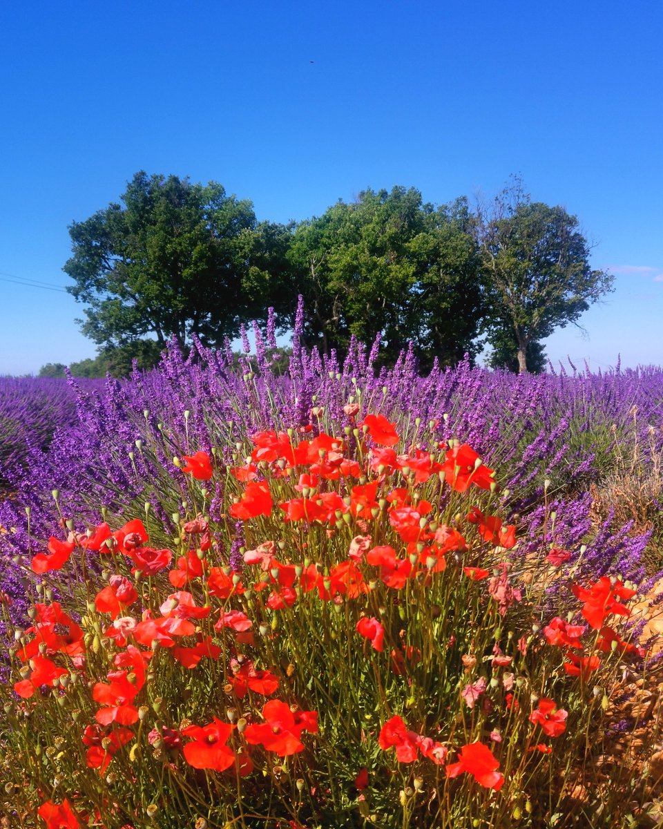 lionel_duval's tweet photo. Couleurs... ❤️💜💚💙 #puimoisson  #alpesdehauteprovence https://t.co/4phOF5Ii1M