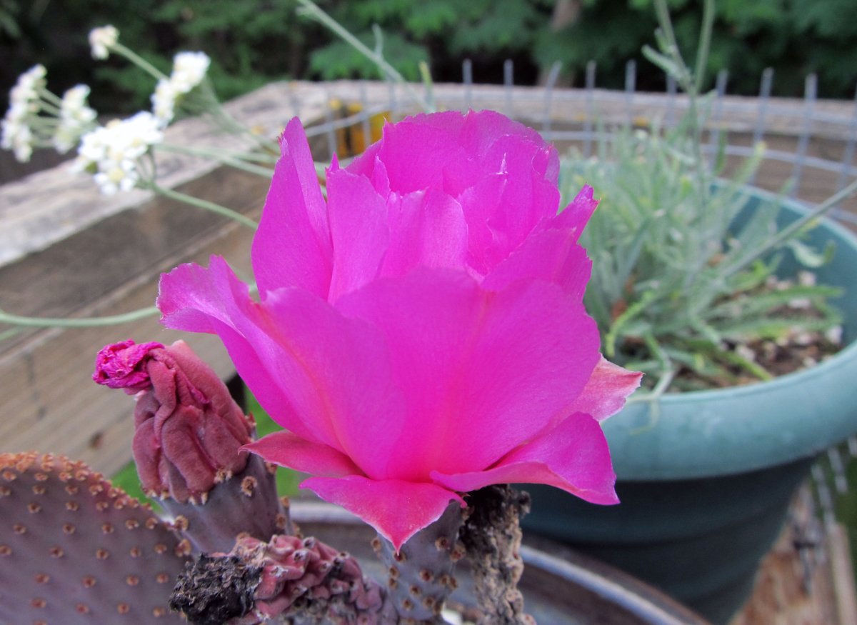 awkwardbotany's tweet photo. Opuntia basilaris flowering on front porch #beavertailcactus #pricklypear #phytocurious https://t.co/uZnOGu6G79