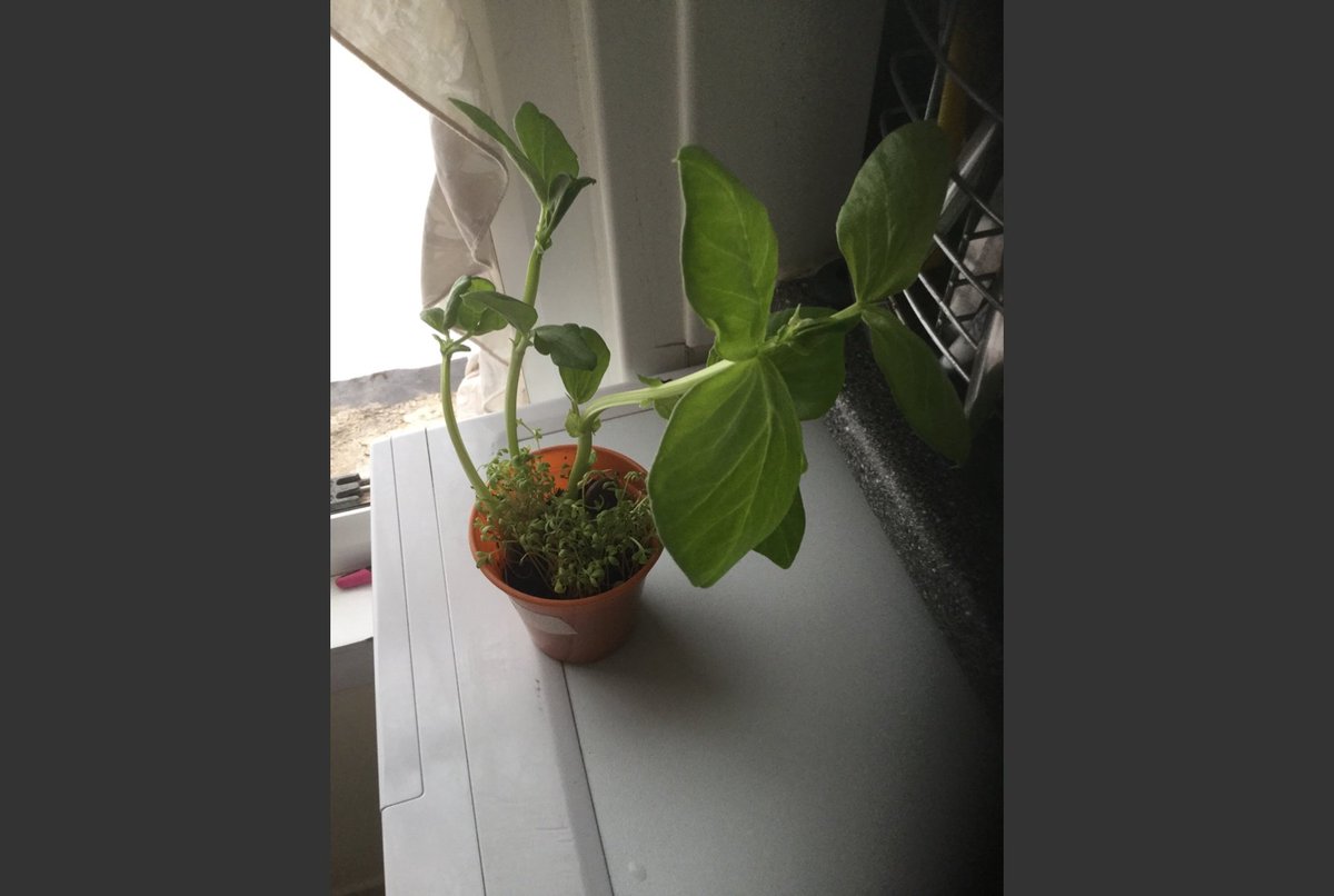 SpringCPS's tweet photo. Check out some more of year two's plants that they have been growing at home. https://t.co/wS7qanuKxb