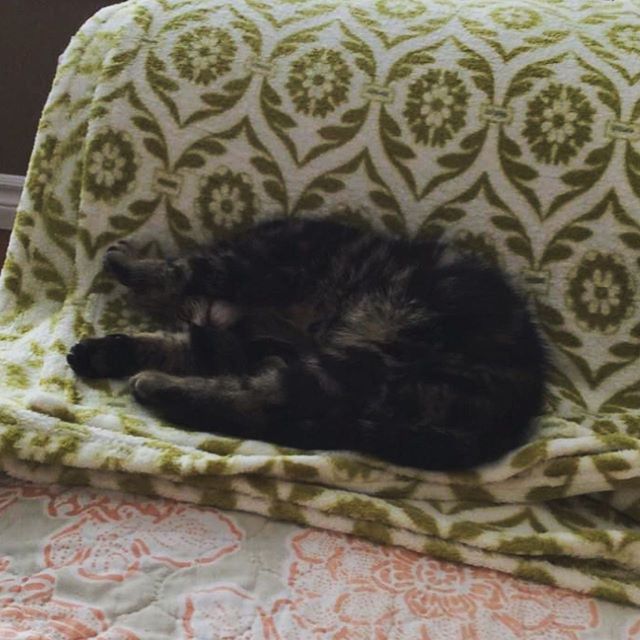 Another adoptee just soaking up the good life 💞😺🐾
🐾
🐾
🐾

📸 instagram.com/p/CCBsaLGg4Kj/ via tweet.photo