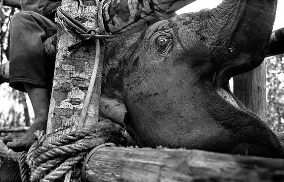stae_elephants's tweet photo. We have reached over 900,000 signatures! STAE's @UKChange #petition urging a UK ban on advertising of unethical and brutal Asian elephant tourism has surpassed yet another enormous milestone. Sign now and help us get to 1 MILLION! https://t.co/kGispjt6TG https://t.co/SbxImvnlhF