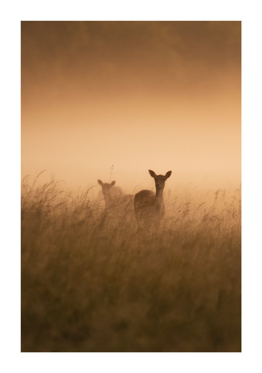 • Witness •

Apologies for the repost but haven’t had time to review the rest of my images from last Monday so going with this shot of deer in the mist at sunrise for #WexMondays &amp; #fsprintmonday 😊