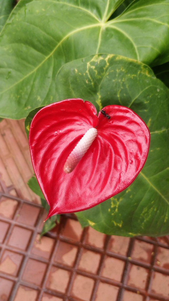 GIVE2EARTH's tweet photo. anthurium andraeanum https://t.co/mdyKludWkF