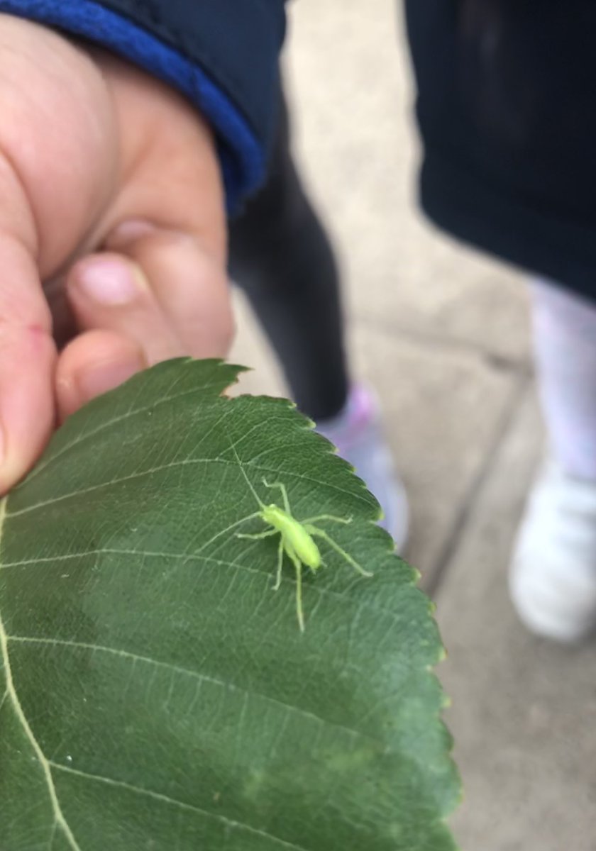 OHSPrep_Nature's tweet photo. There was a new member of Reception @OHS_EYFS today 🦗 Any ID tips? Is it a Katydid? @OhsSchool @biology_ohs https://t.co/krnPENEIF1