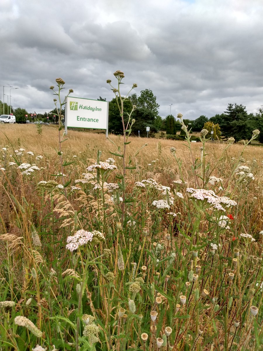Lovely to see a large area of uncut wildflower grassland beside the <a href="/HI_Ipswich/">Holiday Inn Ipswich</a>. Would be wonderful to see this area managed for wildlife with an annual cut. Happy to help Holiday Inn with advice etc if you'd like? <a href="/WildIpswich/">Wild Ipswich</a> #wildflowers #businessforwildlife #meadow #wildlife